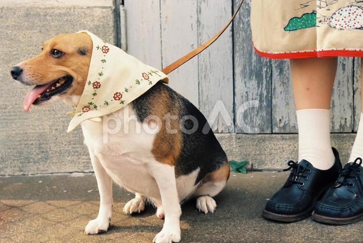 刺繍付き三角巾をかぶり散歩中のビーグル 犬,ビーグル,散歩の写真素材