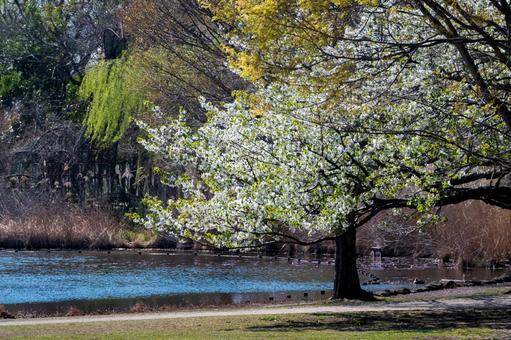 桜_081 桜_081の写真