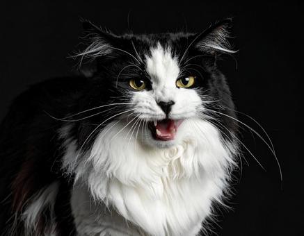 威嚇する猫の写真