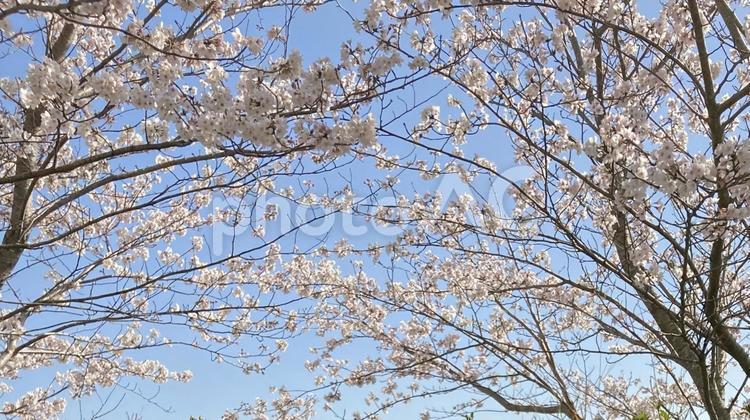 青空と桜のアーチ 桜,青空,春の写真素材