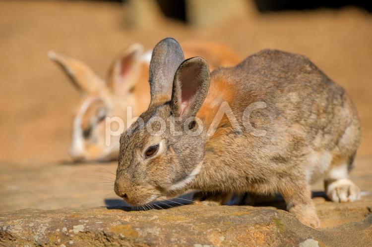 ウサギの兄弟 鮮やか,美しい,かわいいの写真素材