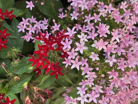 ピンクと赤の花 ピンクと赤の花の写真