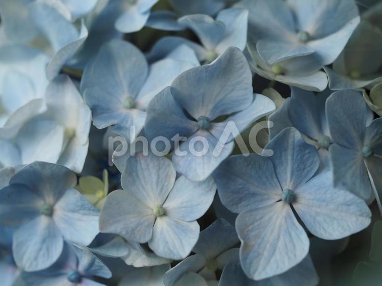 梅雨の花　水色の紫陽花　アップ① アジサイ,あじさい,紫陽花の写真素材