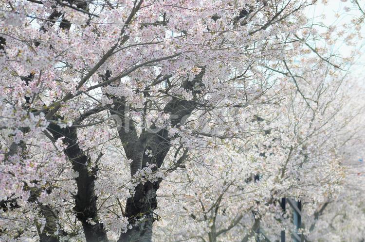満開の桜並木 桜,桜並木,一面の桜の写真素材