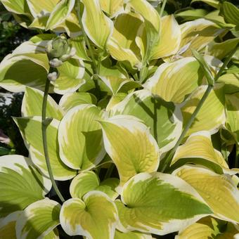 Hosta delta down leaves, JPG