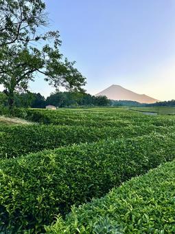 夏色に染まる茶畑と朝の富士山 富士山,茶畑,お茶の写真素材