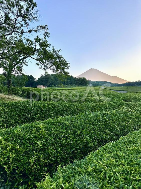夏色に染まる茶畑と朝の富士山 富士山,茶畑,お茶の写真素材