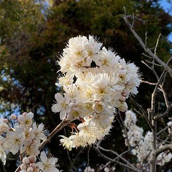 桜 桜の写真