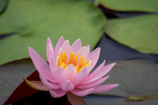 水面に咲くピンク色の美しい睡蓮の花 水面に咲くピンク色の美しい睡蓮の花 蓮池,ハス,蓮の花の写真素材