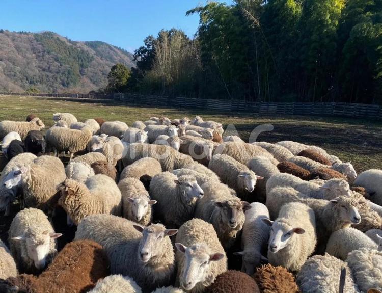 羊の群れ 羊,ひつじ,動物の写真素材