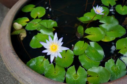 涼しげな一輪の写真