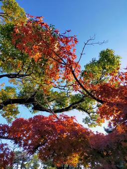 公園 福岡,秋,公園の写真素材