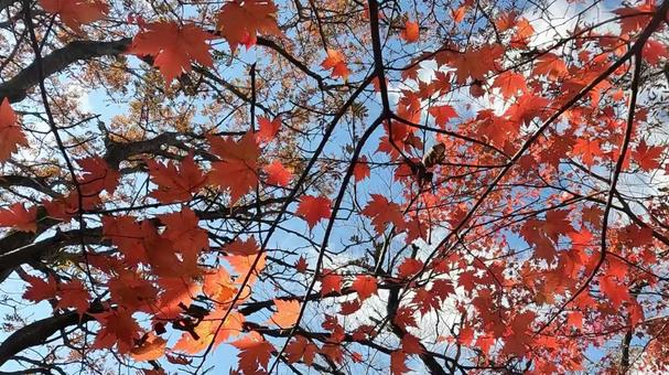 紅葉と空 紅葉と空の写真