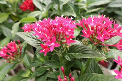 赤・濃いピンク色のペンタス(花) 赤・濃いピンク色のペンタス(花) ペンタス,赤,ピンクの写真素材