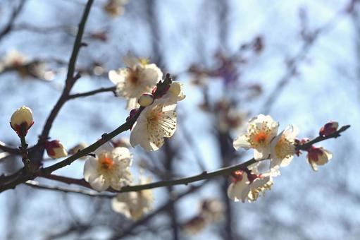 梅の花 梅の花の写真