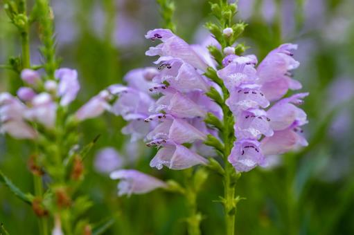 ハナトラノオの写真