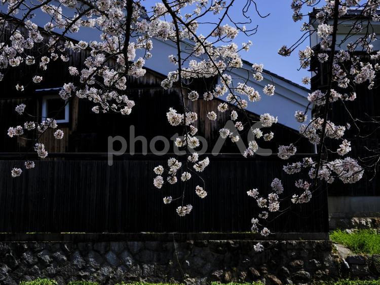 春の陽射しに映える京都伏見の桜 風景,桜,チェリーブラッサムの写真素材