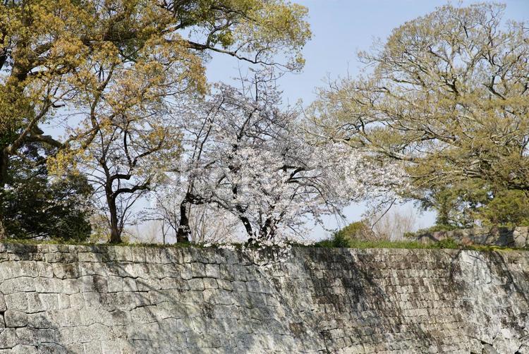 切込み接ぎと桜 桜,石垣,木の写真素材