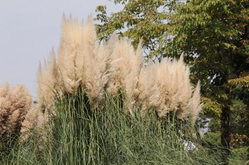 パンパスグラス　咲く風景 茎,羽毛状,花穂の写真素材
