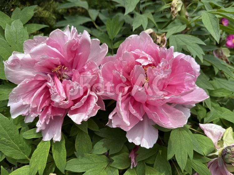 枯れ始めた牡丹 牡丹,ボタン,花の写真素材