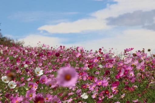 青空と秋桜 青空と秋桜の写真
