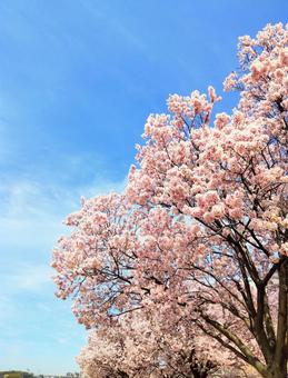 桜 桜の写真