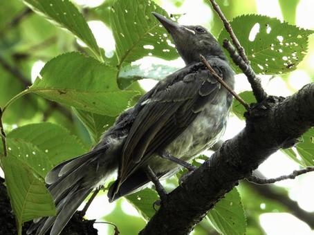 枝の上にとまるヒヨドリの幼鳥 枝の上にとまるヒヨドリの幼鳥の写真