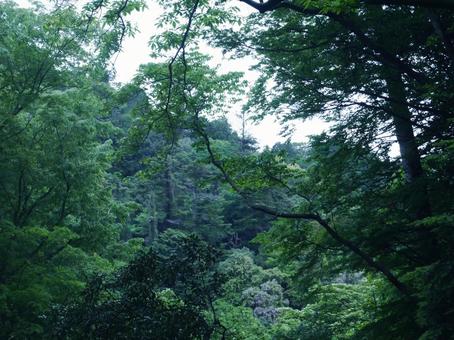 高尾山の風景 高尾山の風景の写真