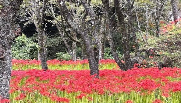 彼岸花の森にて 彼岸花の森にての写真