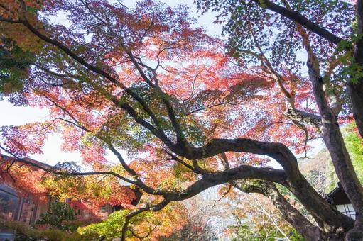 秋の気配・色づくモミジ 秋の気配・色づくモミジの写真