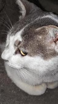 定番ポーズ 定番ポーズの写真