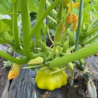 UFOズッキーニ ズッキーニ,野菜,ufo型の写真素材