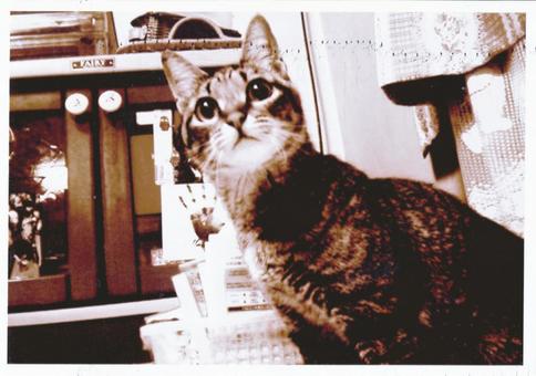 セピア セピアの写真