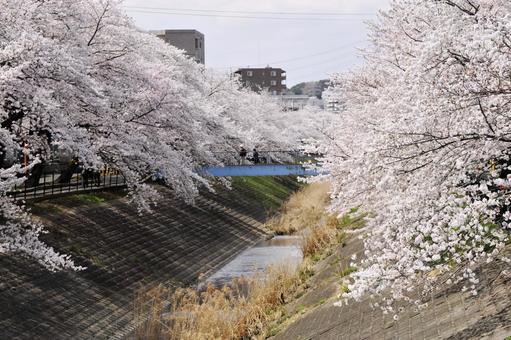 桜 桜の写真