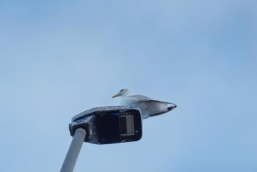 街灯の上で辺りの様子を伺うセグロカモメ 街灯の上で辺りの様子を伺うセグロカモメ セグロカモメ,渡り鳥,水鳥の写真素材