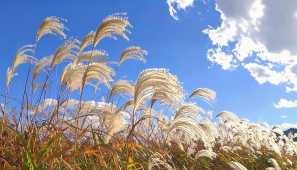 Autumn scenery: Japanese pampas grass and blue skies, JPG