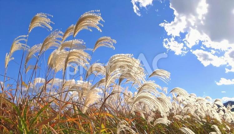 秋の風物詩　ススキと青空 ススキ,秋,青空の写真素材