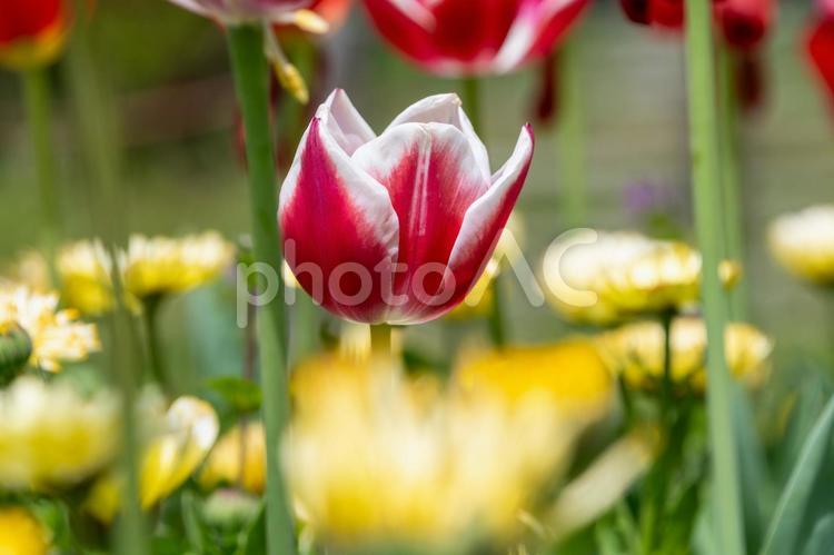 赤と白の彩りが映えるチューリップ チューリップ,花,花びらの写真素材
