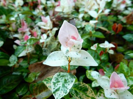 【花の写真】 ハツユキカズラ 【花の写真】 ハツユキカズラの写真