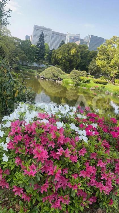サツキと街景色 サツキ,ツツジ属,ピンクの花の写真素材