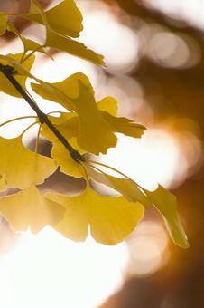 イチョウと太陽の写真