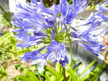 Photo, agapanthus, purple clam, blue, 