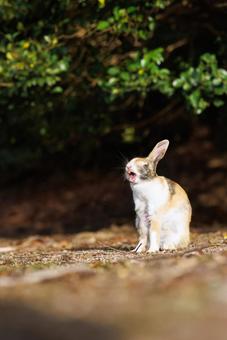 大久野島の兎 うさぎ,大久野島,野生動物の写真素材