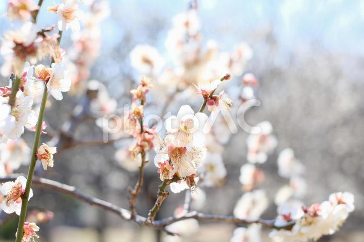 2月に咲く白い梅の花 花,梅,紅梅の写真素材