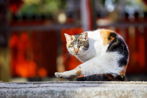 Stray cats at Oe Shrine in Osaka, JPG