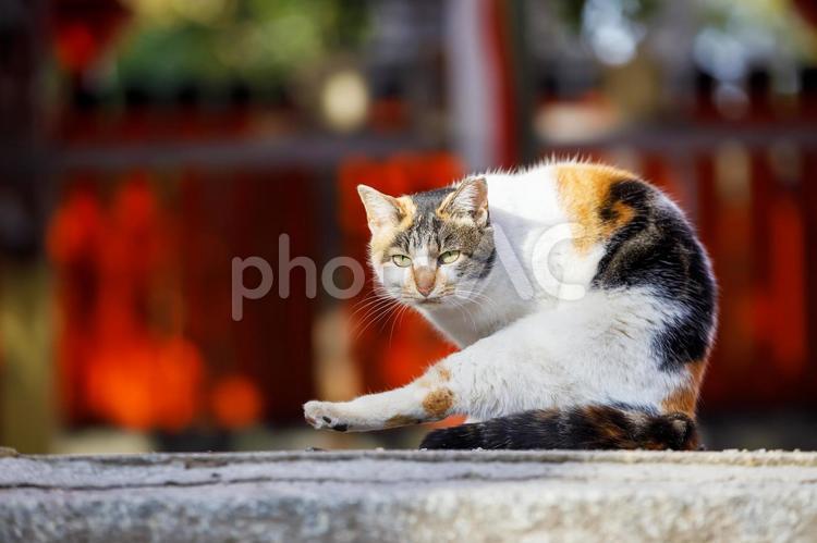 大阪大江神社での野良猫 野良猫,猫,かわいいの写真素材