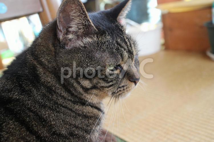 令和７年２月のチャコちゃん　２ 猫,ペット,飼い猫の写真素材
