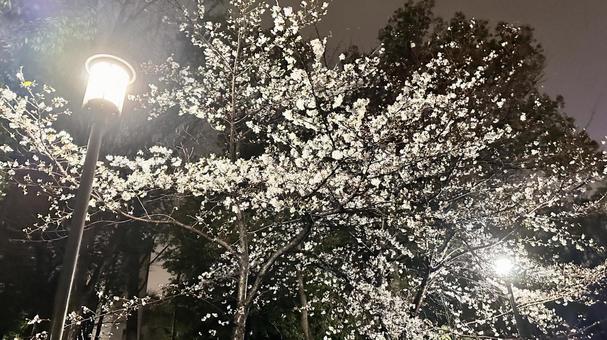 大阪城公園の夜桜4 大阪城公園の夜桜4の写真