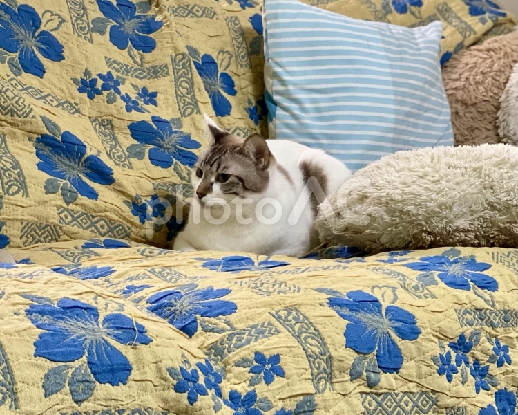 花柄シーツの上でまどろむシャム系猫さん 猫,シャムトラ,微睡むの写真素材