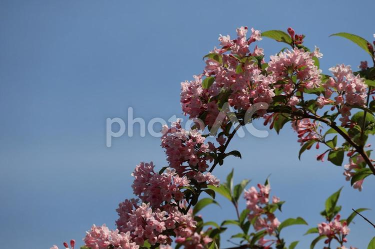 青空とピンクのタニウツギの花の咲く花木 青空,ピンク,タニウツギの写真素材